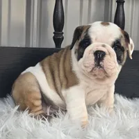 Bella, a female English Bulldog for sale in Shippensburg, PA – Photo 5 of 5