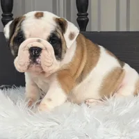 Bella, a female English Bulldog for sale in Shippensburg, PA – Photo 3 of 5