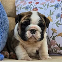 Bubbles, a male English Bulldog for sale in Shippensburg, PA – Photo 2 of 7