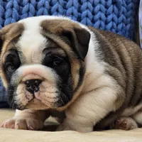 Bubbles, a male English Bulldog for sale in Shippensburg, PA – Photo 6 of 7