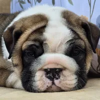 Bubbles, a male English Bulldog for sale in Shippensburg, PA – Photo 1 of 7