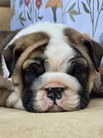 Bubbles, a male English Bulldog for sale in Shippensburg, PA – Photo 1 of 7