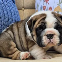 Bubbles, a male English Bulldog for sale in Shippensburg, PA – Photo 7 of 7