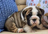Bubbles, a male English Bulldog for sale in Shippensburg, PA – Photo 7 of 7