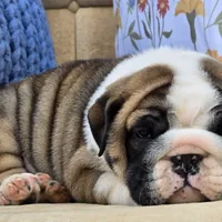 Bubbles, a male English Bulldog for sale in Shippensburg, PA – Photo 5 of 7