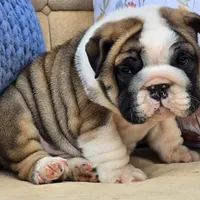 Bubbles, a male English Bulldog for sale in Shippensburg, PA – Photo 3 of 7