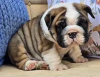 Bubbles, a male English Bulldog for sale in Shippensburg, PA – Photo 3 of 7