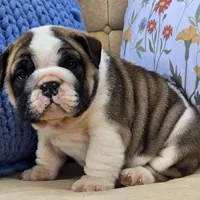 Bubbles, a male English Bulldog for sale in Shippensburg, PA – Photo 4 of 7