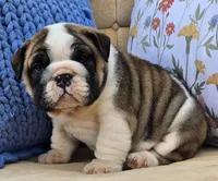 Bubbles, a male English Bulldog for sale in Shippensburg, PA – Photo 4 of 7