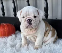 Levi, a male English Bulldog for sale in Shippensburg, PA – Photo 6 of 6