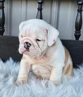 Levi, a male English Bulldog for sale in Shippensburg, PA – Photo 1 of 6