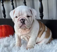 Levi, a male English Bulldog for sale in Shippensburg, PA – Photo 5 of 6