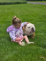 Levi, a male English Bulldog for sale in Shippensburg, PA – Photo 3 of 6