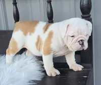 Levi, a male English Bulldog for sale in Shippensburg, PA – Photo 2 of 6