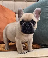 Checkers, a male French Bulldog for sale in Shippensburg, PA – Photo 5 of 5