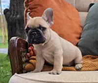 Checkers, a male French Bulldog for sale in Shippensburg, PA – Photo 4 of 5