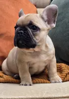 Checkers, a male French Bulldog for sale in Shippensburg, PA – Photo 3 of 5