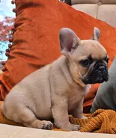 Checkers, a male French Bulldog for sale in Shippensburg, PA – Photo 1 of 5