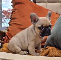 Checkers, a male French Bulldog for sale in Shippensburg, PA – Photo 2 of 5