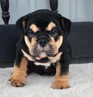 Bulldozer, a male English Bulldog for sale in Shippensburg, PA – Photo 3 of 9