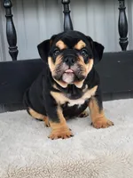 Bulldozer, a male English Bulldog for sale in Shippensburg, PA – Photo 7 of 9