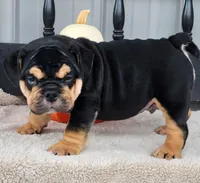 Bulldozer, a male English Bulldog for sale in Shippensburg, PA – Photo 6 of 9