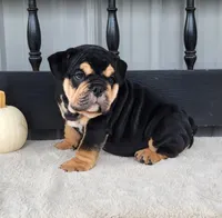 Bulldozer, a male English Bulldog for sale in Shippensburg, PA – Photo 1 of 9