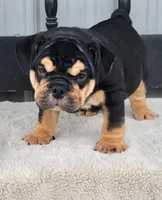 Bulldozer, a male English Bulldog for sale in Shippensburg, PA – Photo 5 of 9