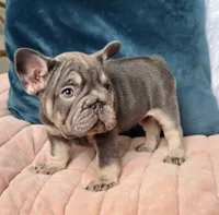 Blizzard, a female French Bulldog for sale in Shippensburg, PA – Photo 1 of 7