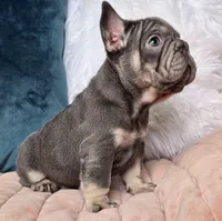 Blizzard, a female French Bulldog for sale in Shippensburg, PA – Photo 7 of 7