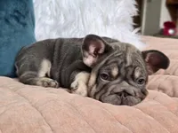 Blizzard, a female French Bulldog for sale in Shippensburg, PA – Photo 4 of 7