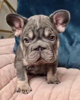 Blizzard, a female French Bulldog for sale in Shippensburg, PA – Photo 5 of 7