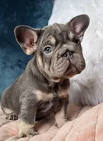 Blizzard, a female French Bulldog for sale in Shippensburg, PA – Photo 2 of 7