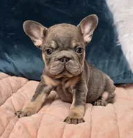 Pia, a female French Bulldog for sale in Shippensburg, PA – Photo 5 of 6