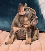 Pia, a female French Bulldog for sale in Shippensburg, PA – Photo 2 of 6