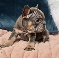 Pia, a female French Bulldog for sale in Shippensburg, PA – Photo 4 of 6