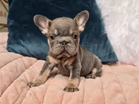 Pia, a female French Bulldog for sale in Shippensburg, PA – Photo 6 of 6