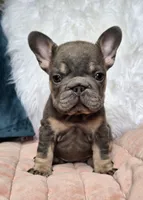 Pia, a female French Bulldog for sale in Shippensburg, PA – Photo 3 of 6