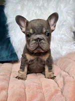 Pia, a female French Bulldog for sale in Shippensburg, PA – Photo 1 of 6