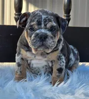 Lady, a female English Bulldog for sale in Shippensburg, PA – Photo 2 of 6