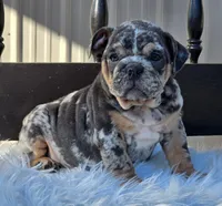 Lady, a female English Bulldog for sale in Shippensburg, PA – Photo 3 of 6