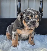 Lady, a female English Bulldog for sale in Shippensburg, PA – Photo 1 of 6