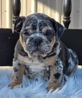 Lady, a female English Bulldog for sale in Shippensburg, PA – Photo 5 of 6