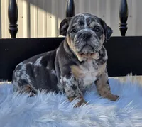Lady, a female English Bulldog for sale in Shippensburg, PA – Photo 6 of 6