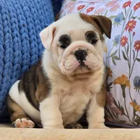 Buddy, a male English Bulldog for sale in Shippensburg, PA – Photo 4 of 5