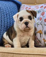 Buddy, a male English Bulldog for sale in Shippensburg, PA – Photo 4 of 5