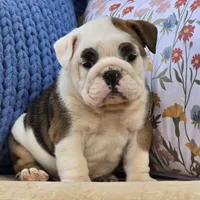 Buddy, a male English Bulldog for sale in Shippensburg, PA – Photo 2 of 5