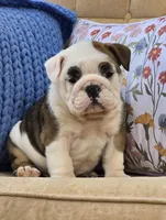 Buddy, a male English Bulldog for sale in Shippensburg, PA – Photo 2 of 5