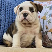 Buddy, a male English Bulldog for sale in Shippensburg, PA – Photo 3 of 5