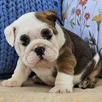 Buddy, a male English Bulldog for sale in Shippensburg, PA – Photo 1 of 5